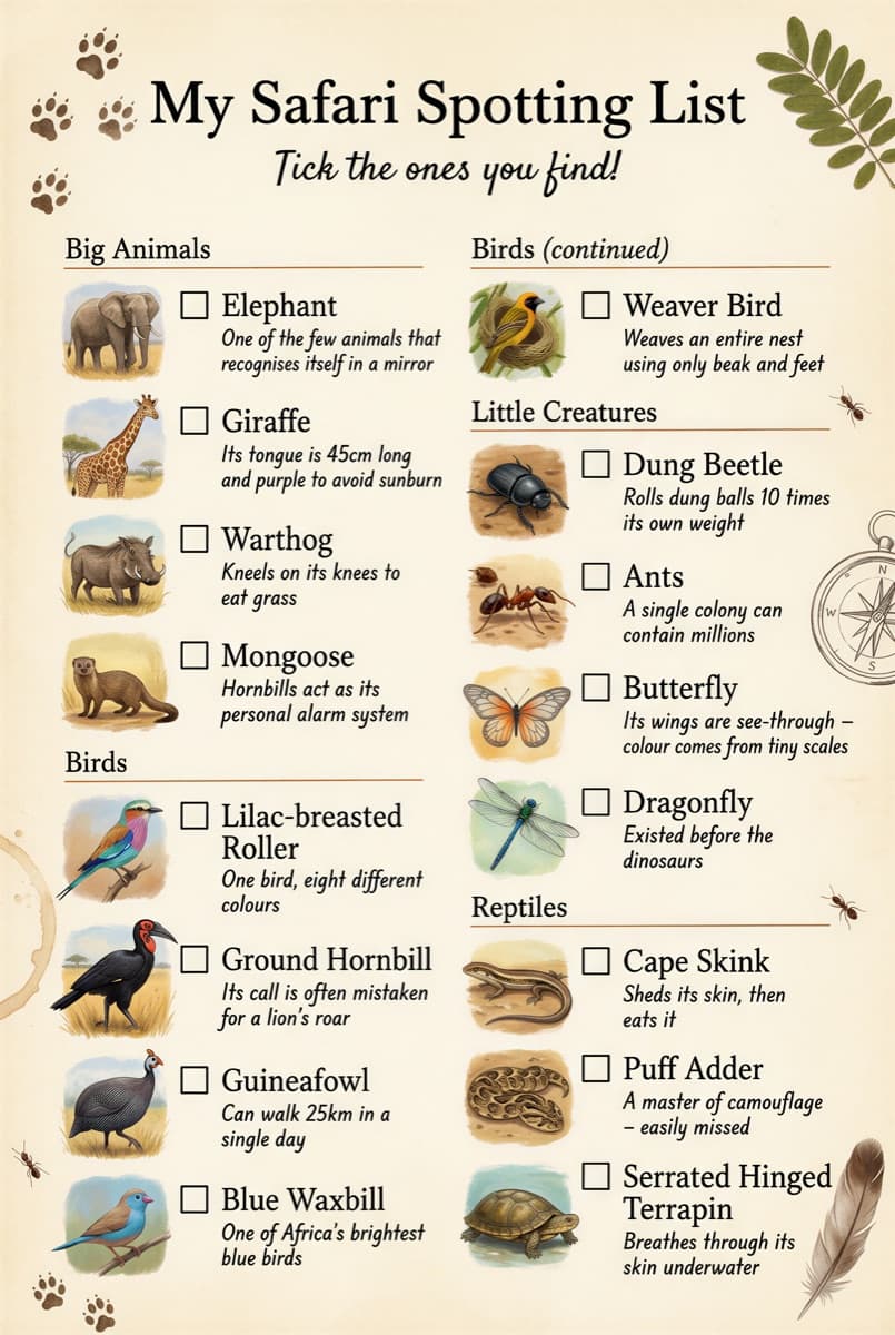 My Safari Spotting List — the tick-what-you-find activity page with elephants, hornbills, dung beetles and more